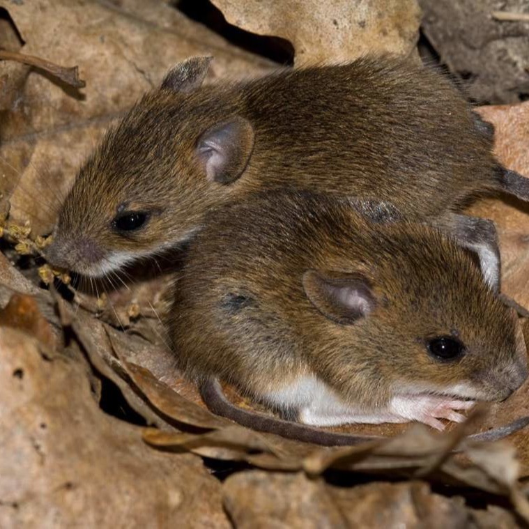 Уничтожения мышей в частном доме в Ульяновске?