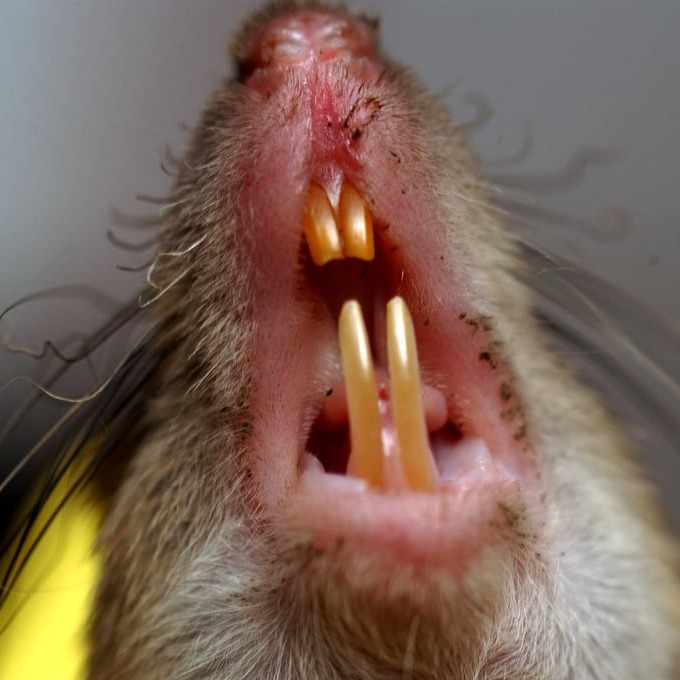 Дератизация крыс в Ульяновске?